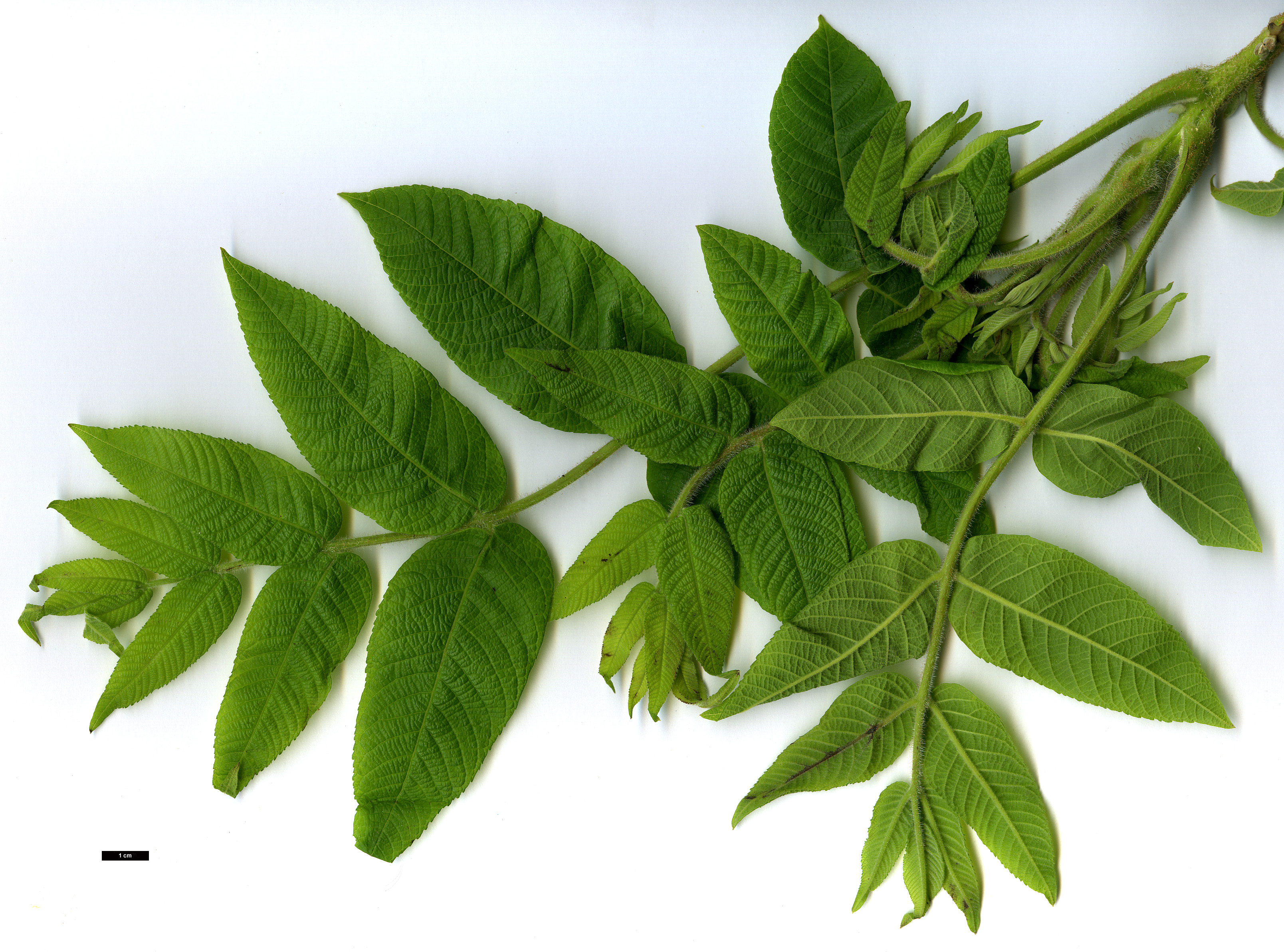 High resolution image: Family: Juglandaceae - Genus: Juglans - Taxon: ailanthifolia - SpeciesSub: var. cordiformis